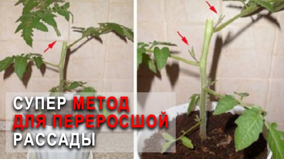 Гибискус формирование куста