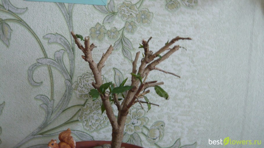 Гибискус Каиро Вайт