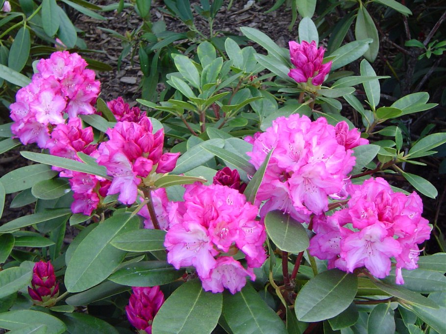 Рододендрон Nova Zembla