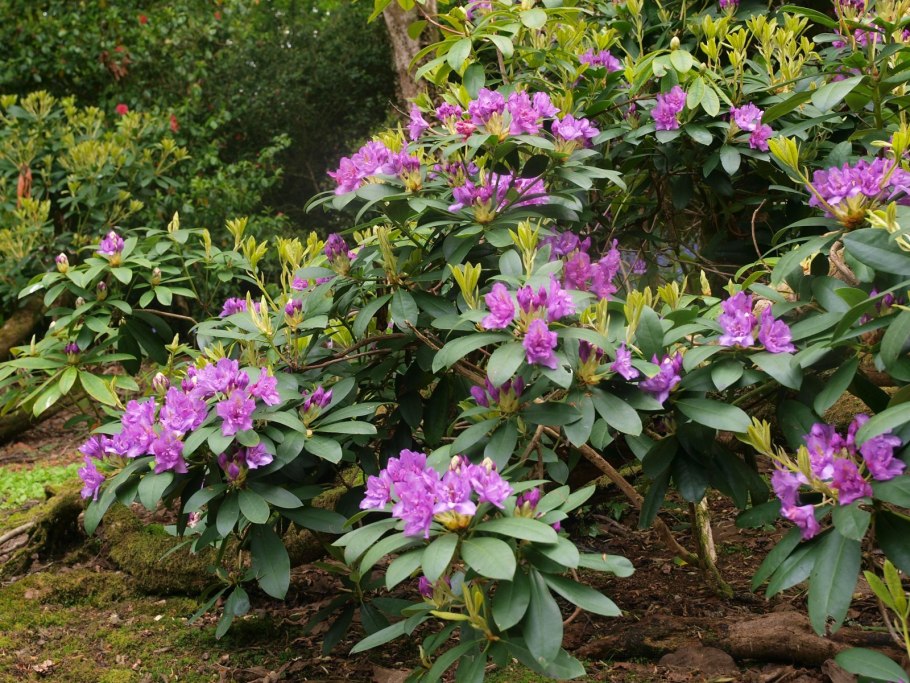 Рододендрон Саффрон