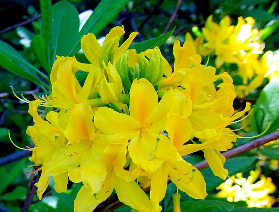 Рододендрон Гаага (Haaga)