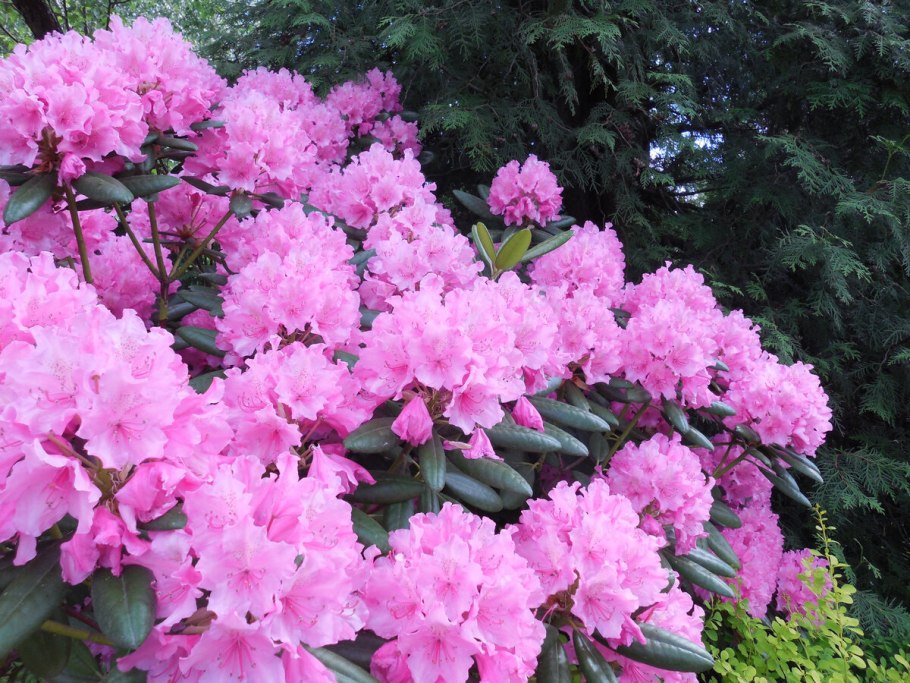 Рододендрон вечнозеленый куст