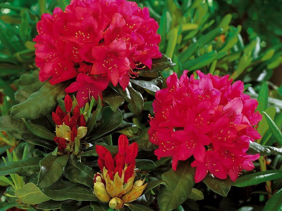 Рододендрон древовидный