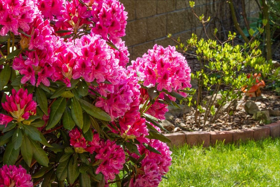 Рододендрон Nova Zembla