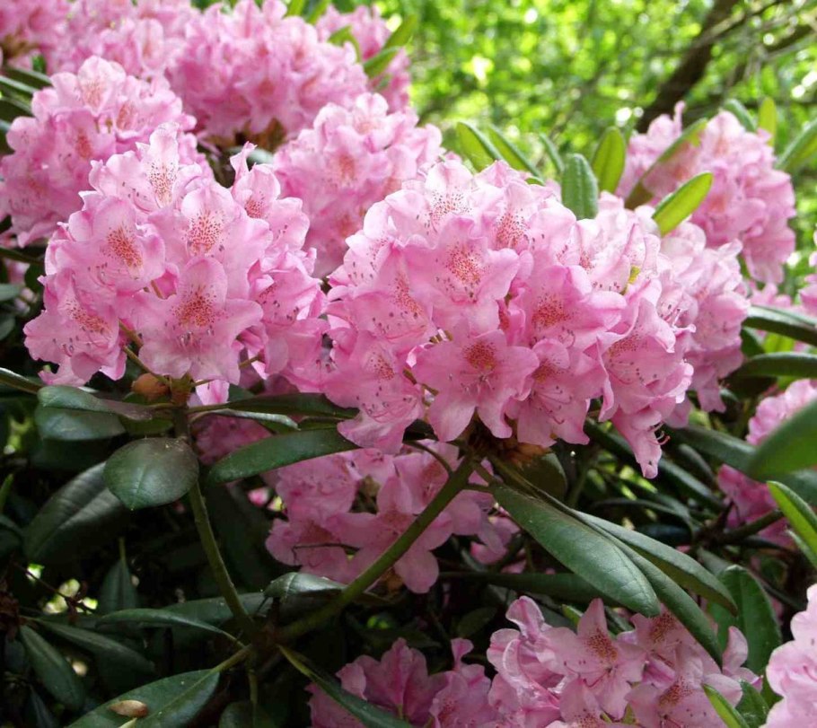 Рододендрон грандифлорум