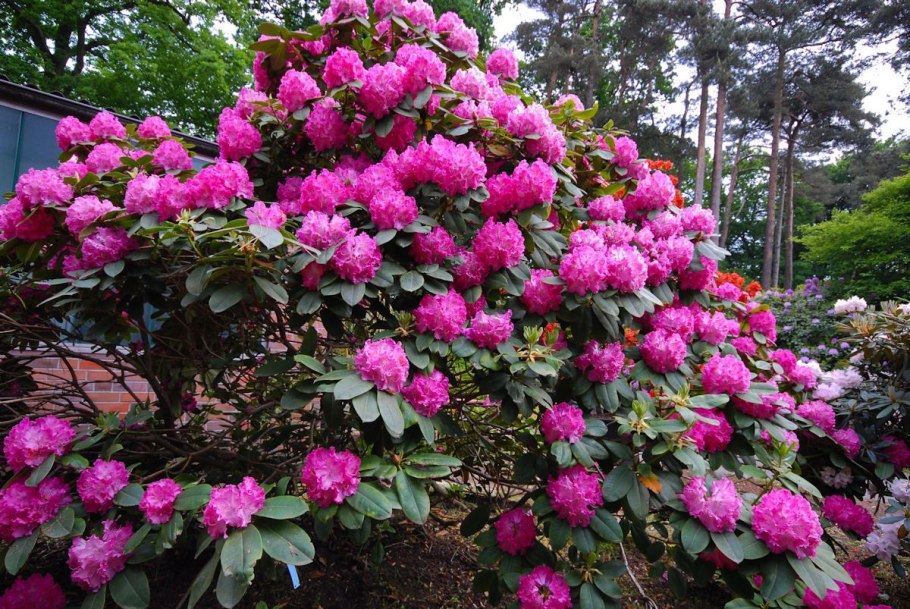 Рододендрон катевбинский грандифлора