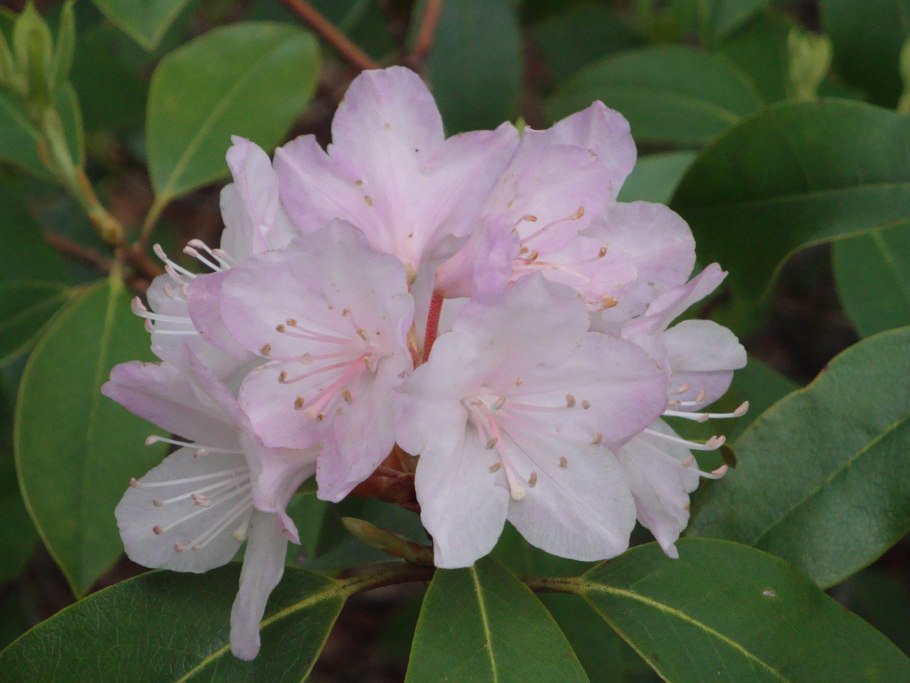 Рододендрон гибридный Madame Masson