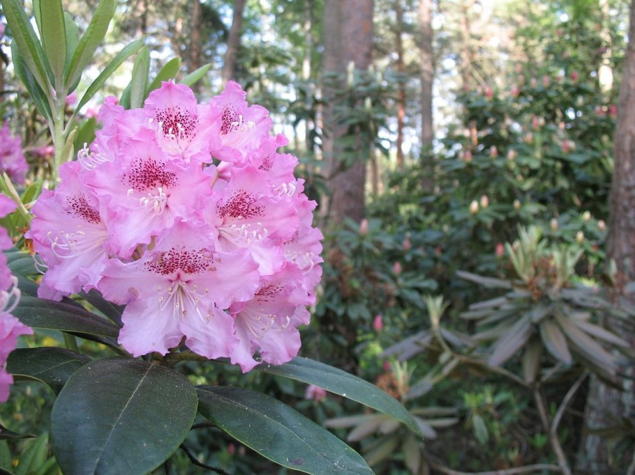 Рододендрон садовый