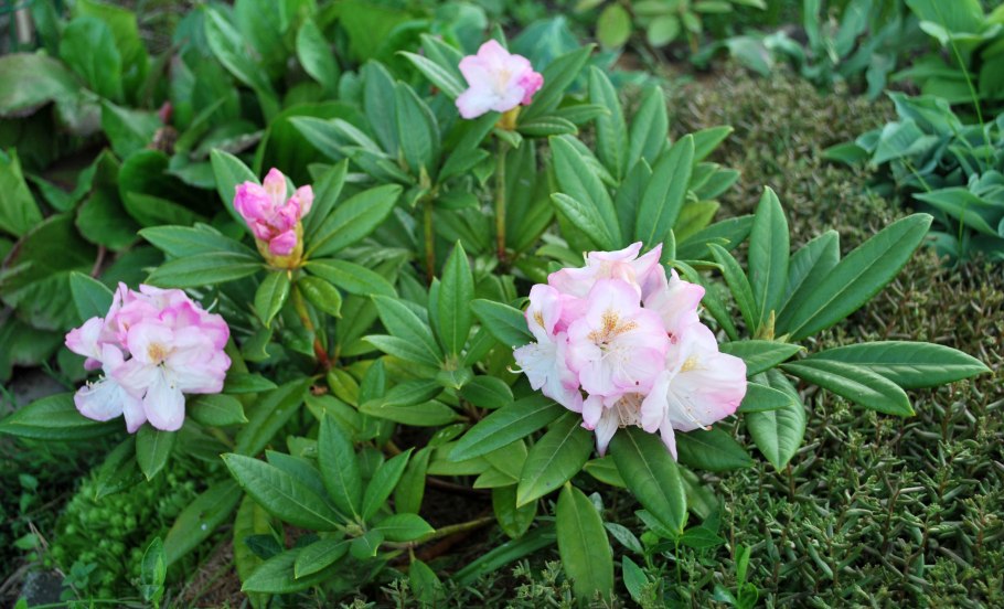 Рододендрон Германика