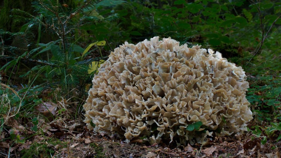 Спарассис курчавый (Sparassis crispa)