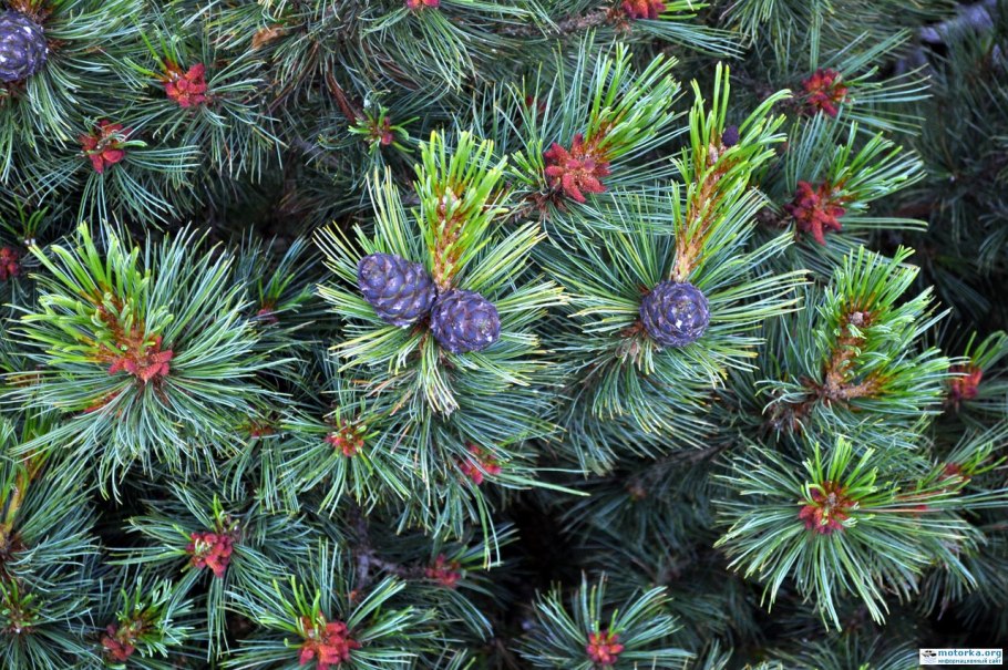 Кедр Сибирский карликовый