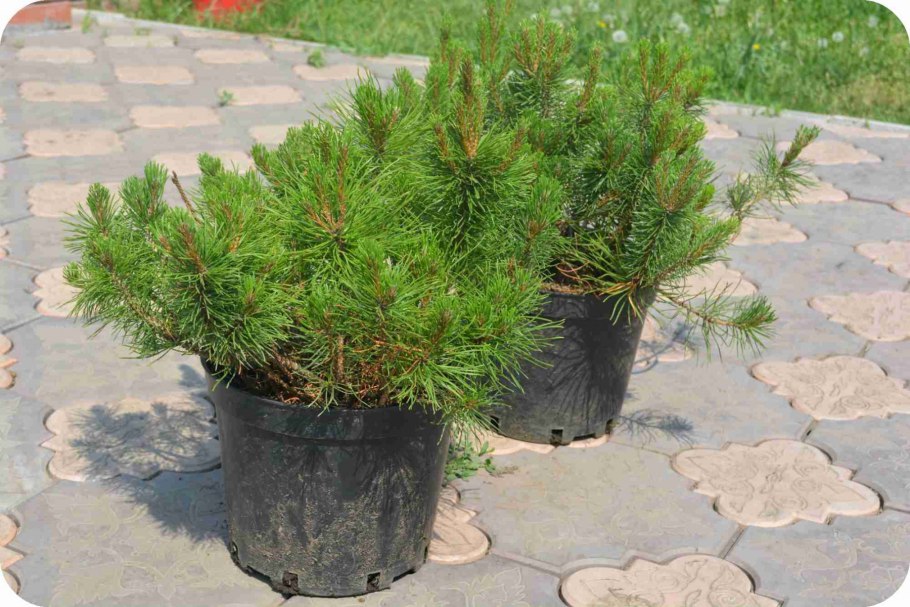 Саженцы кедра от Мегре