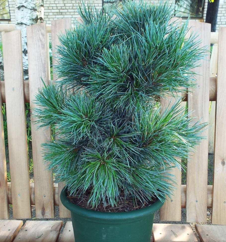 Кедр ливанский Глаука Пендула