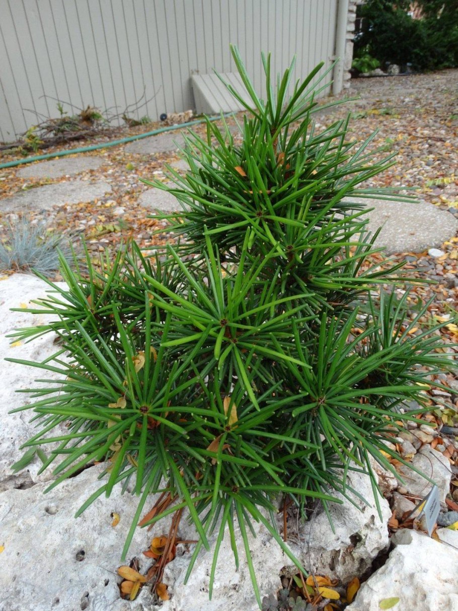 Сосна Кедровый стланик