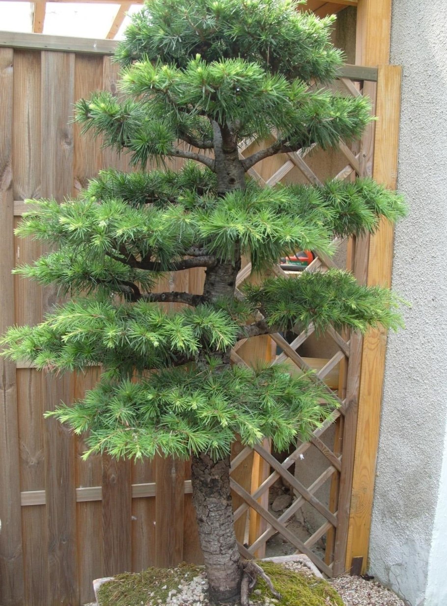 Сосна Горная Varella Варелла