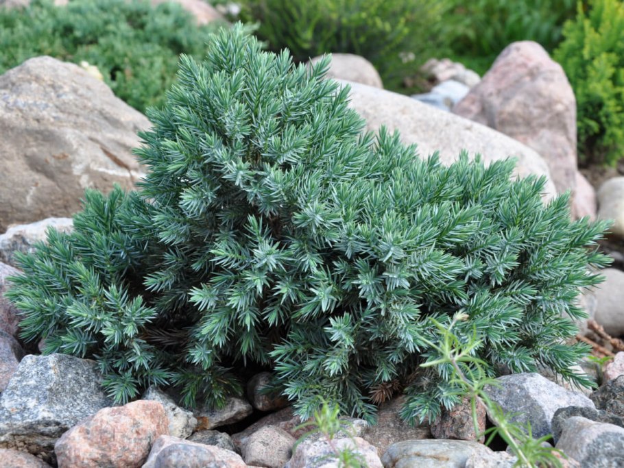 Сосна черная Пинус Нигра