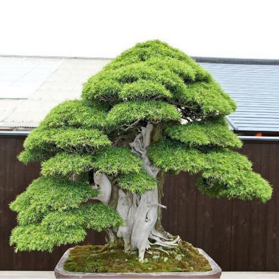 Sciadopitys verticillata 'Twister'