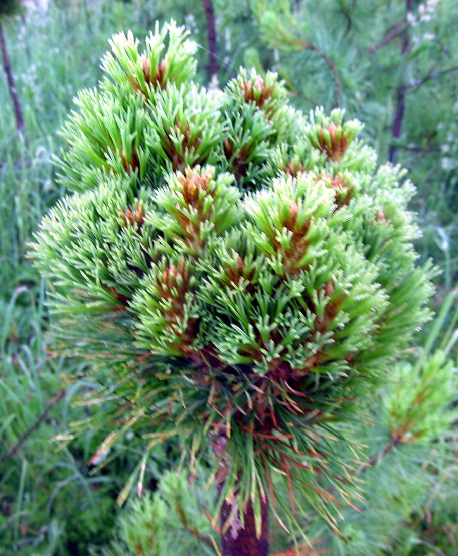 Хвойники сосна Кедровая