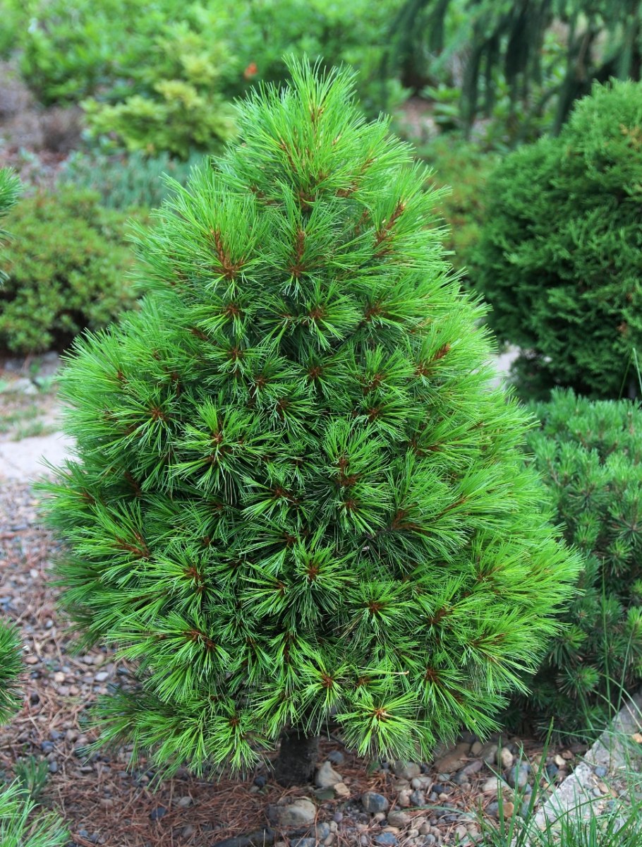 Лэрицина карликовый сорт