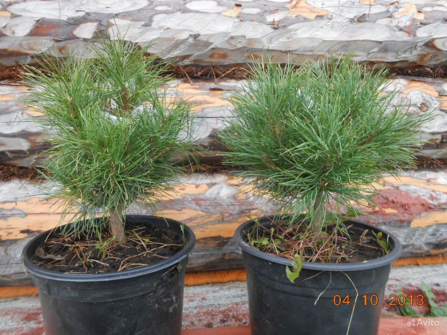 Pinus Cembra (сосна Кедровая европейская) 'glauca'