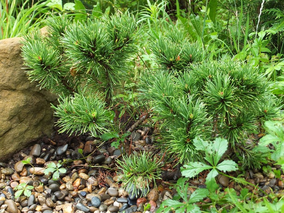 Сосна Кедровая Глаука