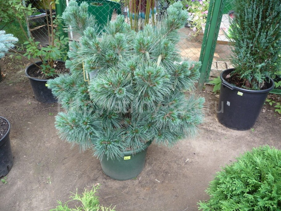 Можжевельник Скуамата Блю