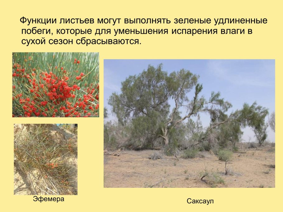 Намибия Калахари