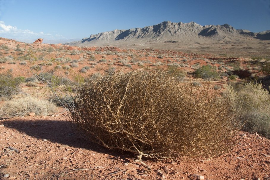 Тамариск дерево в пустыне