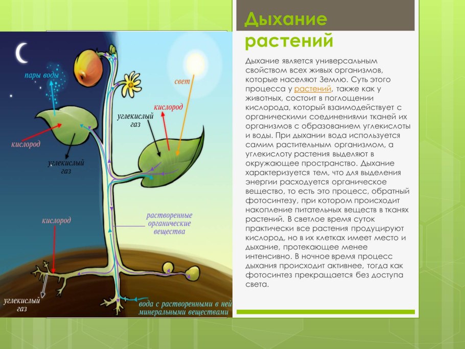 Схема процесса дыхания растения