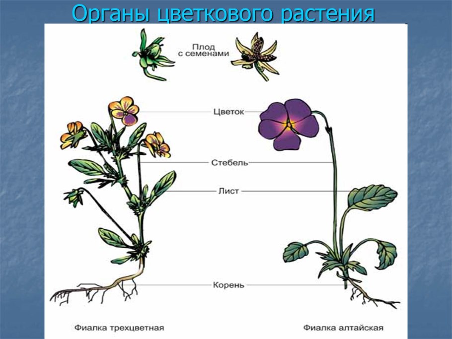 Органы растений: корень, стебель, лист, цветок, плод.