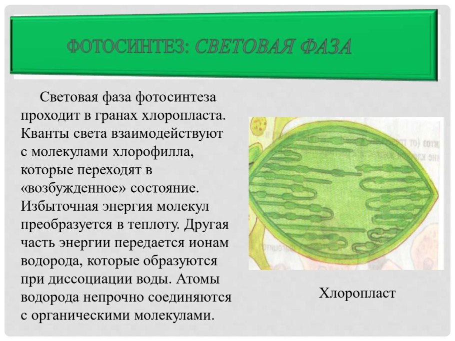 Органы покрытосеменного растения вегетативные и генеративные схема