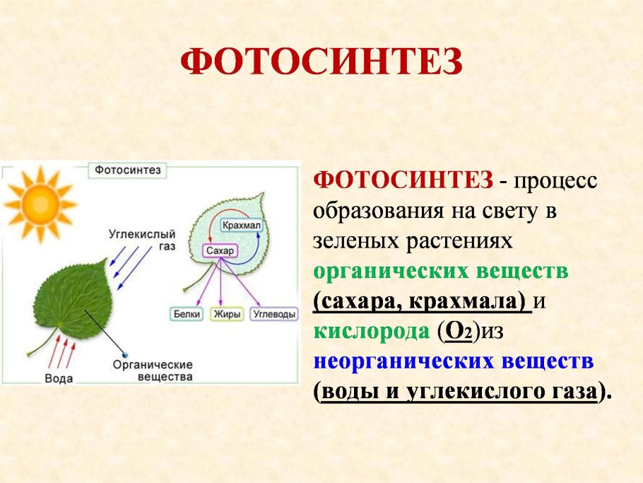 Фотосинтез образование органических веществ