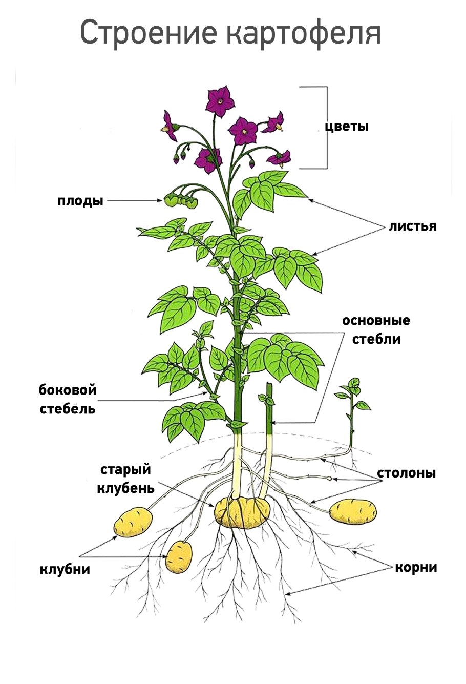 Строение цветка картофеля