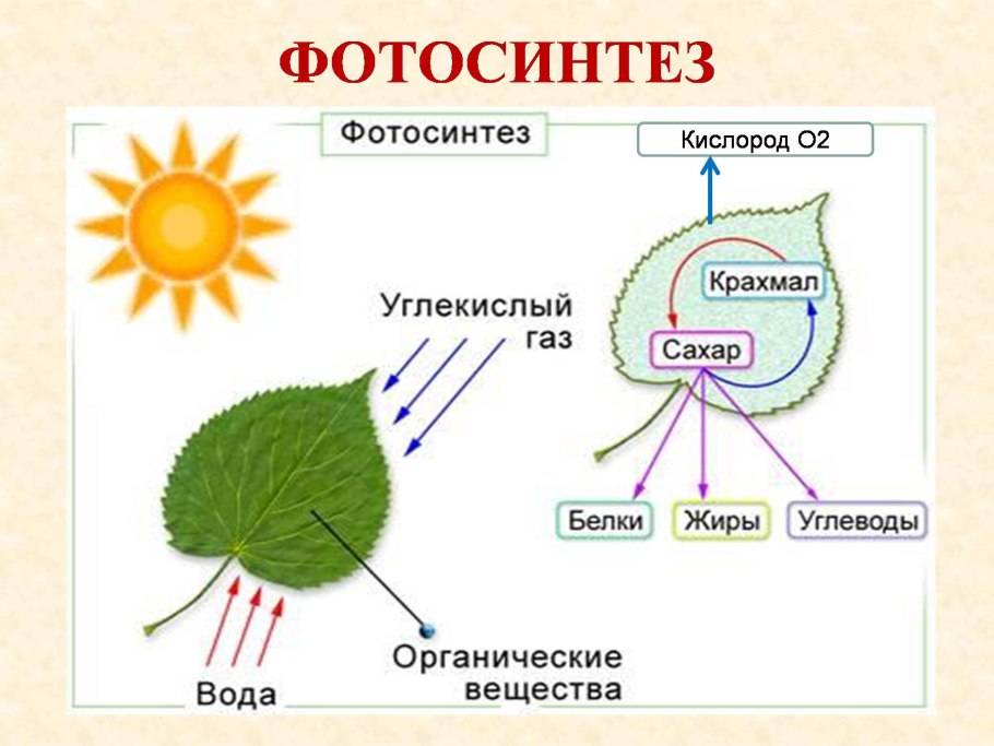 Строение листа растения фотосинтез