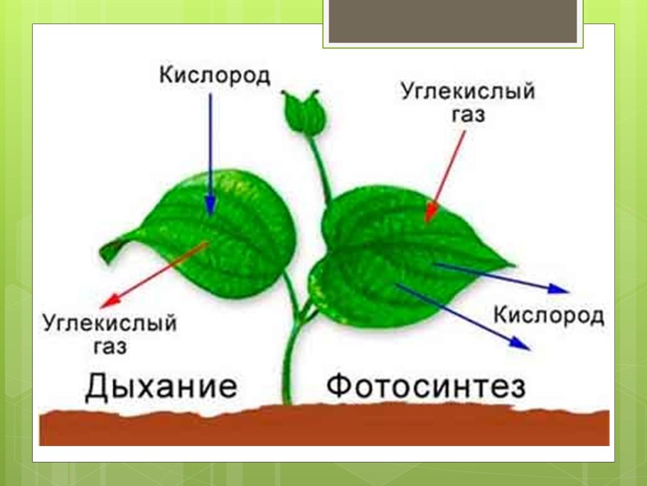 Конспект по биологии 7 класс органы растений