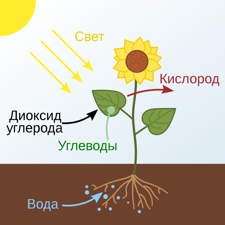 Движение воды в деревьях