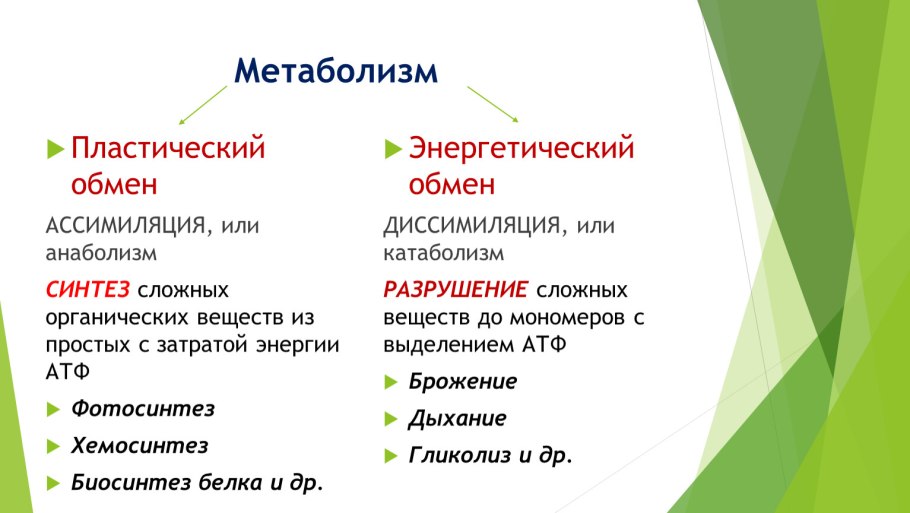 Дыхание растений 6 класс