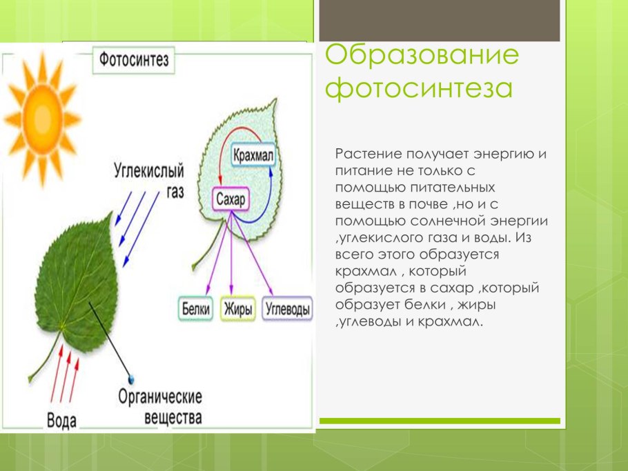 Схема фотосинтеза 6 класс биология схема