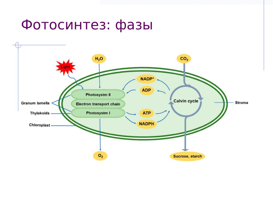 Plant Life Cycle
