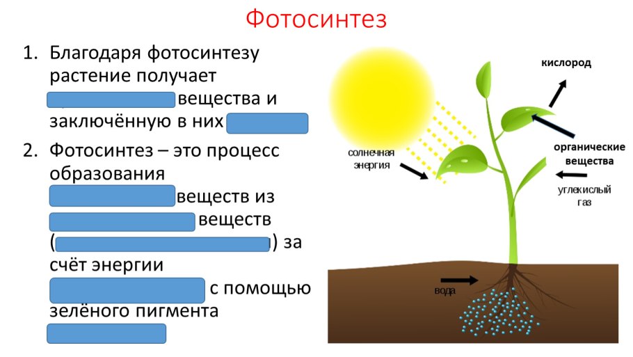 Фотосинтез 6 класс биология