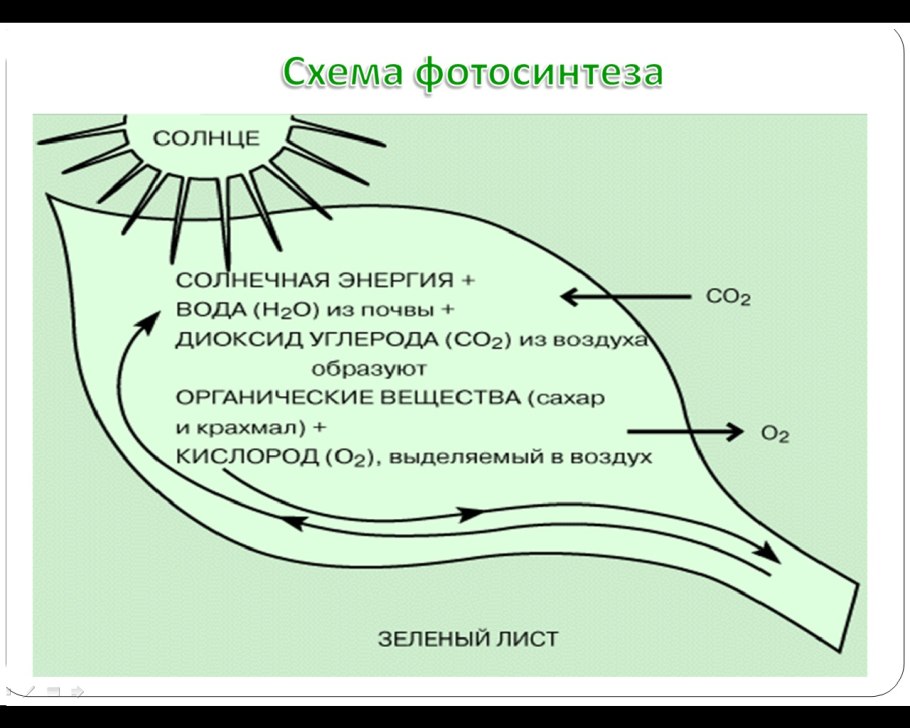 Схема дыхания растений 6 класс биология