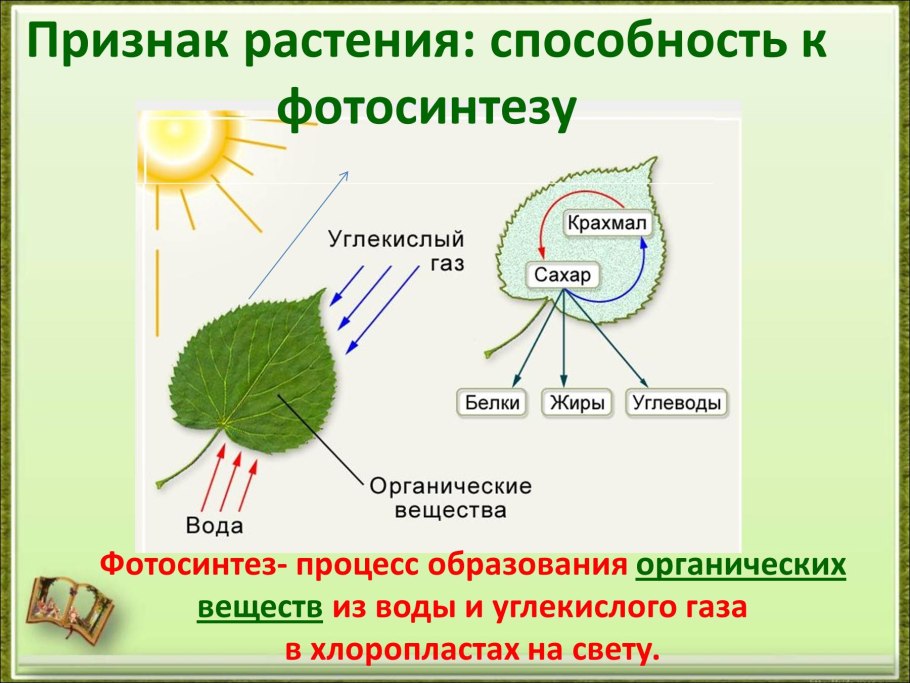 Схема фотосинтеза 9 класс биология