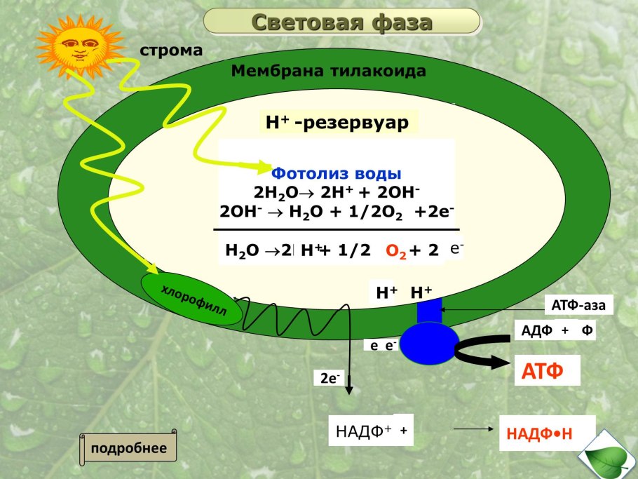 Схема фотолиза воды при фотосинтезе