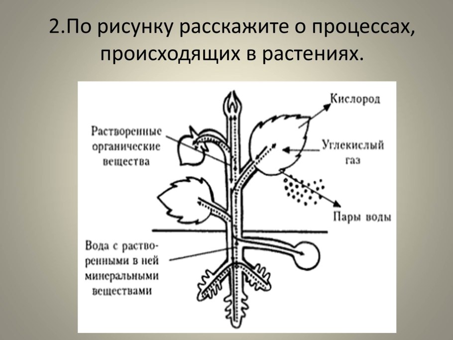 Побег и почки, строение стебля и листа.