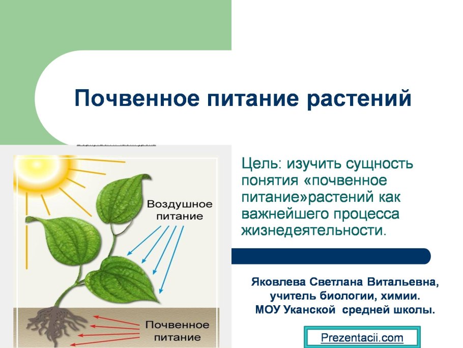 Поглощение света хлорофиллом