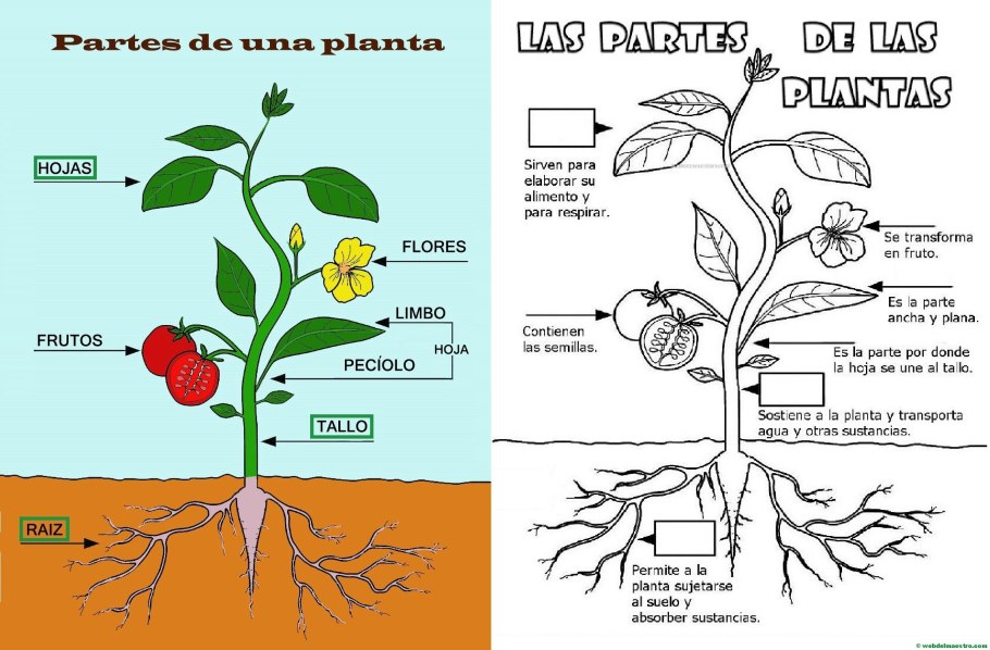 Parts of a Plant root