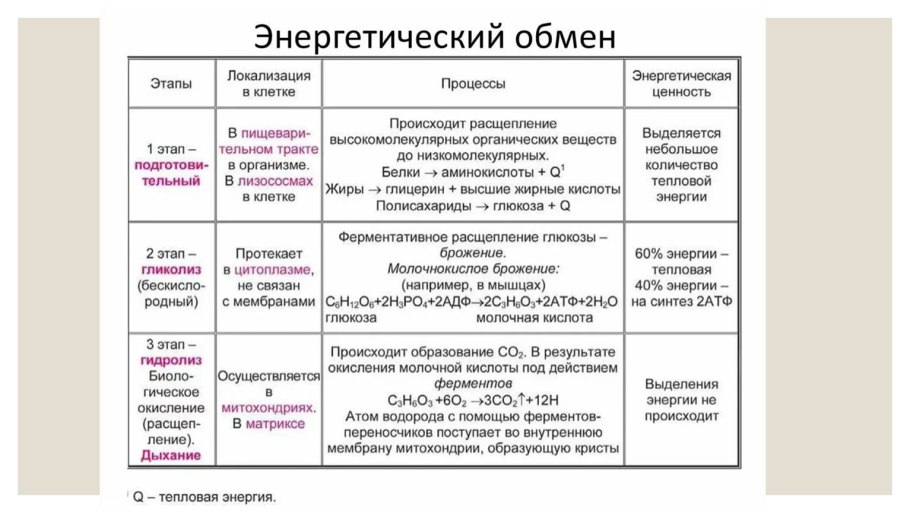Схема этапы синтеза белка биохимия