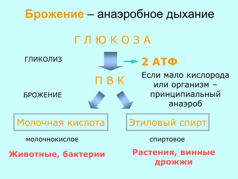 Основное вещество фотосинтеза