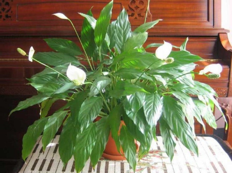 Гардения спатифиллум