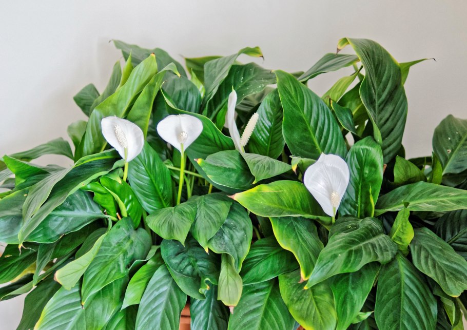 Спатифиллум обильноцветущий Spathiphyllum floribundum